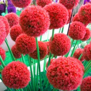 Winterhart pflanzen,Mehrjährige Blumenzwiebel,Lebende Pflanzen,Allium Zwiebeln,Zierlauch Zwiebeln Winterhart MehrjäHrig,Allium caeruleum-6 Zwiebel