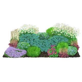 Dehner Staude Bio Stauden-Set für Halbschatten-Beete, je 10 cm exkl. Pflanztopf, je 3x 8 verschiedene Gartenstauden, insgesamt 24 mehrjährige Pflanzen weiß