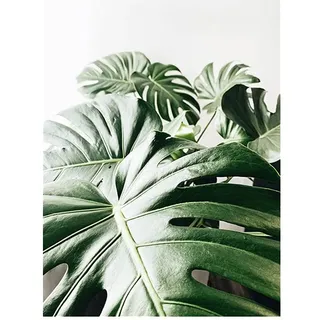 OYFFL Tropische Pflanzen Leinwandmalerei Sukkulenten Poster Palmblatt Monstera Botanical Prints Wandkunst Poster für Raumdekor (50 * 70cm Rahmenlos,1)