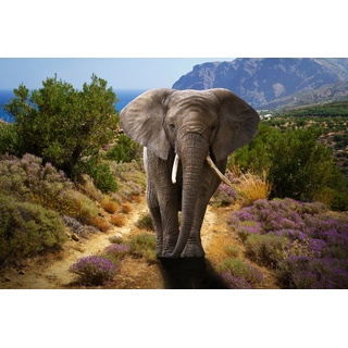 PAPERMOON Fototapete "ELEFANT-NATUR AFRIKA SAFARI TIERE ELEFANTEN LANDSCHAFT" Tapeten Vliestapete, hochwertiger Digitaldruck, inklusive Kleister Gr. B/L: 2,00 m x 1,49 m, Bahnen: 4 St., bunt Tapeten