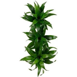 flowerbox Drachenbaum, Dracaena   »Janet Craig«, BxL: 5  x 11,5  cm - weiss