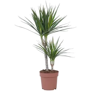 Plant in a Box - Dracaena Marginata - Drachenbaum - Zimmerpflanzen - Topf 17cm - Höhe 70-80cm