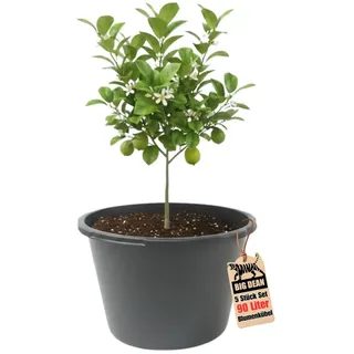 BigDean Blumenkübel XXL 90 Liter 43cm hoch 63cm