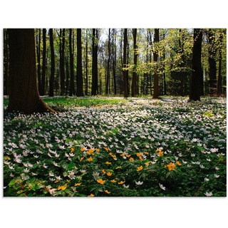 Artland Glasbild Frühlingswald bedeckt mit Windröschen, Wald (1 St), in verschiedenen Größen grün