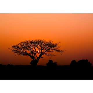 Rasch Tapete 363654 - Fototapete auf Vlies mit afrikanischem Motiv, Sonnenuntergang Baum Savanne Afrika Orange Schwarz
