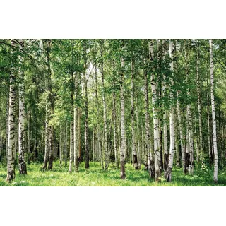 Papermoon Vlies- Fototapete Digitaldruck 350 x 260 cm, Birch Forest