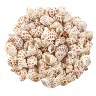 MsTeco Muscheln, 200g Weiß Muschel Deko Muscheln zum Basteln Natürlichen Spiral Muschel Perlen Ungebohrt für DIY Kunsthandwerk, Vase Füllstoffe (2-3cm)