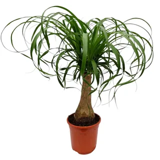 meinvipshop Zimmerpflanze Exotischer Elefantenfuß 50cm Zimmerpflanze