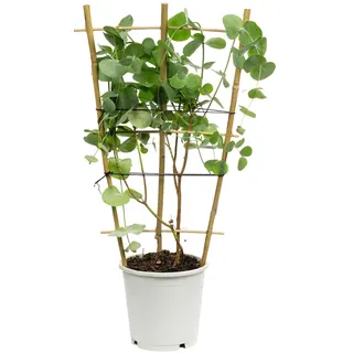 Eukalyptus - Eucalyptus gunnii - Höhe ca. 50 cm, Topf-Ø 12 cm