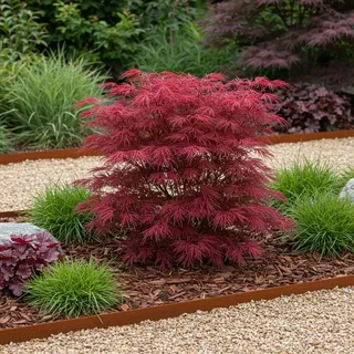 Japanischer Ahorn Acer palmatum 'Skeeter’s Broom' 2 Pflanzen Ø19 cm 70 cm
