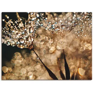 Wandbild ARTLAND "Pusteblume Goldschimmer", gold (farbe bild(er): goldfarben), B:120cm H:90cm, Bilder, als Alubild, Leinwandbild, Poster in verschied. Größen