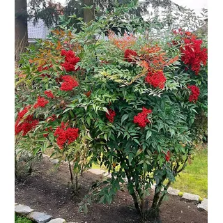 BALDUR Garten Zierstrauch Himmelsbambus Nandina domestica, 1 St., Aufrecht, immergrün, winterhart, mehrjährig, pflegeleicht weiß