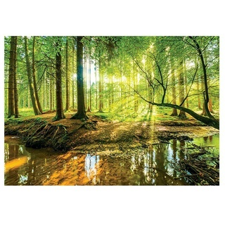 Fototapete Sonniger Wald  (B x H: 416 x 254 cm, Vlies)