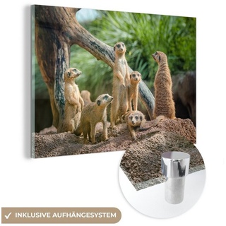 MuchoWow Acrylglasbild Erdmännchen - Familie - Tiere, (1 St), Glasbilder - Bilder auf Glas Wandbild - Foto auf Glas - Wanddekoration bunt Rechteckig - 30 cm x 20 cm x 0.5 cm