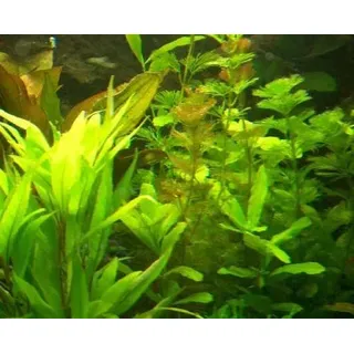 1 Bund Wasserpest, 5-6 Pflanzen,Aquarium, Teich