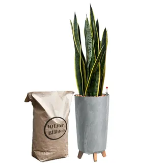 Green Me Up Sansevieria Bogenhanf - Pflegeleichte Zimmerpflanzen - Sukkulenten frisch aus der Gärtnerei - XL Hydrokultur Set Büro - Höhe70-80 cm - in Vase Grau - inkl. Blähton & Dünger