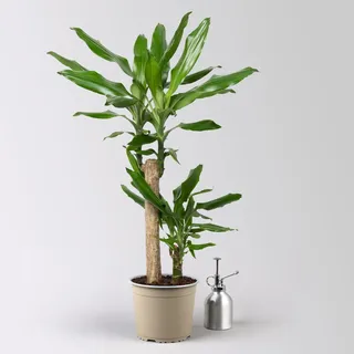 Duftender Drachenbaum 'Steudneri', Topf-Ø 17 cm, Höhe ca. 80 cm