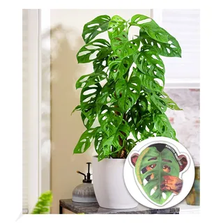 BALDUR Garten 1x Monstera Monkey Leaf, Pflanze im 12 cm-Topf | Zimmerpflanze, Fensterblatt, Grünpflanze, mehrjährig - frostfrei halten, Monstera adansonii, pflegeleicht, für Wohnung & Büro