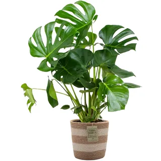 Bloomique - Monstera Deliciosa - Fensterblatt - Zimmerpflanzen - Pflegeleicht - Luftreinigend - Höhe 70-80 cm - Mit Jute Korb 21 cm - Topf 21 cm
