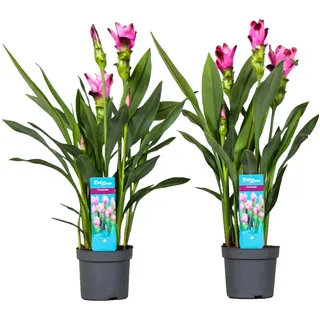 Plant in a Box Zieringwer - Curcuma Siam Splash 2er Set Höhe 50-60cm