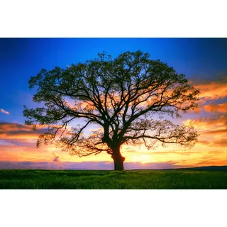 Papermoon Fototapete PAPERMOON "Baum in Landschaft", bunt, B:5m L:2,8m, Vlies, Tapeten