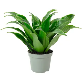Drachenbaum Janet Craig - pflegeleichte Zimmerpflanze, Dracaena Deremensis Janet Craig - Höhe ca. 15 cm, Topf-Ø 6 cm