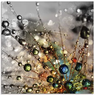 ARTland Wanddeko Glasbilder Wandbild Glas Bild einteilig Quadratisch Natur Botanik Blumen Pusteblume Frühling Wassertropfen Modern T9IN