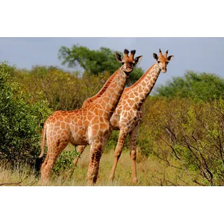 Papermoon Fototapete PAPERMOON "GIRAFFE-TIERE AFRIKA SAVANNE STEPPE SAHARA BÄUME NATUR", bunt, B:4,5m L:2,8m, Vlies, Tapeten
