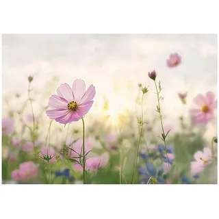 Wallarena Fototapete Blumen Wiese - Mehrfarbig - Elegant - Vlies - Schlafzimmer, glatt, (7 St), 350x250cm bunt 3.5 m x 2.5 m