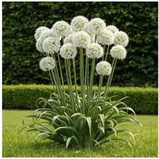 Exotenherz Blumenzwiebeln Exotenherz - Blumenzwiebeln - Zierlauch Allium Mount Everest (3 Stück), (3-St)