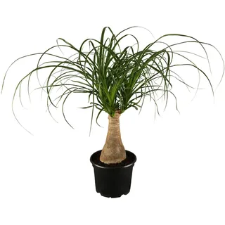 GROW by OBI Elefantenfuß Topf Ø ca. 17 cm Beaucarnea Recurvata
