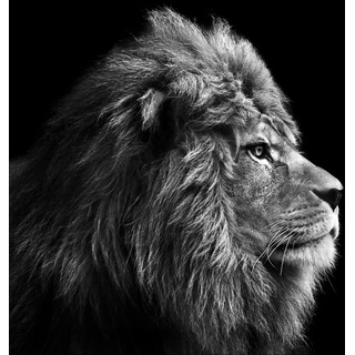 Keilrahmenbild GREY LION HEAD (BHT 27x27x2 cm) - bunt