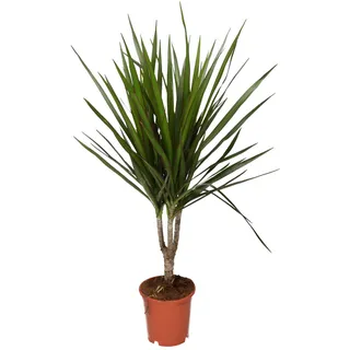 Drachenbaum | Dracaena | ca. 40-50 cm | ø 12-15cm Topf | Pflegeleichte Zimmerpflanzen für Wohnung und Büro | Qualität vom Pflanzen Profi | Ideale Raumbegrünung