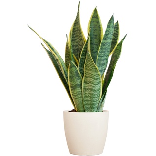 BloomPost Sansevieria TRIF, Futura Superba— 25-35 cm + Fibet-Topf, weiß — Zimmerpflanze — pflegeleichter Zimmerpflanze — einfach zu züchtende Heimbüropflanzen — ideal für saubere Luft
