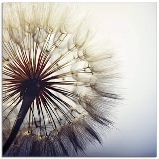 ARTland Wanddeko Glasbilder Wandbild Glas Bild einteilig 50x50 cm Quadratisch Natur Botanik Blumen Pusteblume Blüten Frühling Modern T4RE