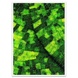 wandmotiv24 Poster Blatt, Pflanze, grün, Natur (1 St), Wandbild, Wanddeko, Poster in versch. Größen grün 18 cm x 13 cm x 0.1 cm