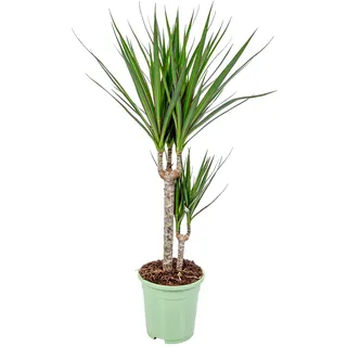 Bloomique - Dracaena Marginata - Drachenbaum - Zimmerpflanzen - Pflegeleicht - Luftreinigend - Höhe 70-80 cm - Topf 17 cm