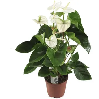 Weißes Anthurium d12