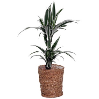 Zimmerpflanze »Dracaena White Stripe« mit Topf - Grün - Grün