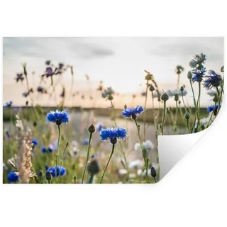 MuchoWow Wandsticker Blumen - Sommer - Kornblume - Blau - Sonne - Wolken (1 St), Wanddeko, Aufkleber, Wandtattoo, 120x80 cm bunt 120 cm x 80 cm x 0.1 cm