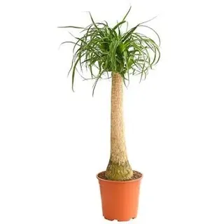 Elefantenfuß - Beaucarnea recurvata, Grün