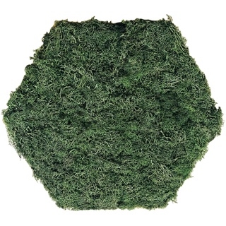 MiMi Innovations Hexagon Wanddeko mit Rentiermoos - Bringen Sie Natur in Ihren Raum mit Grünen Akzenten, 32x37x2cm