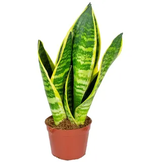 Bloomique - Sansevieria Superba - Bogenhanf - Sukkulenten - Zimmerpflanzen - Sehr Pflegeleicht - Höhe 20-30 cm - Topf 9 cm
