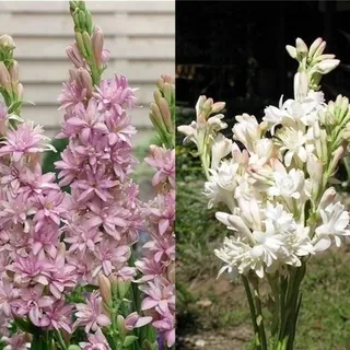 Tuberose Winterhart MehrjäHrig,Tuberose winterharte,Staude Top Sorte,Die BläTter Sind Sehr Groß-Einfach zu Pflegen- 6Pcs-L