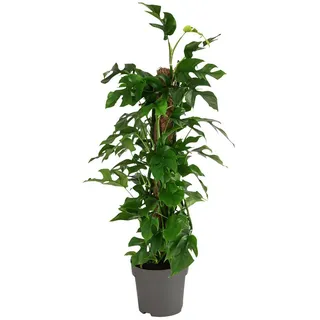 Dehner Fensterblatt Monstera minima/Rhaphidophora tetrasperma, Grün