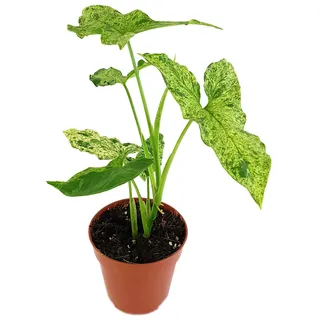 Fangblatt - Syngonium "mottled" - auffällig gesprenkelte Purpurtute - ca. 30 cm hoch, im Ø 12 cm Topf - außergewöhnliche Zimmerpflanze