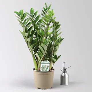 Glücksfeder, Topf-Ø 17 cm, Höhe ca. 30-50 cm