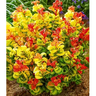BALDUR Garten Zierstrauch Traubenheide 'Curly Gold®', 1 St., Purpurrote, immergrün, winterhart, mehrjährig, pflegeleicht orange