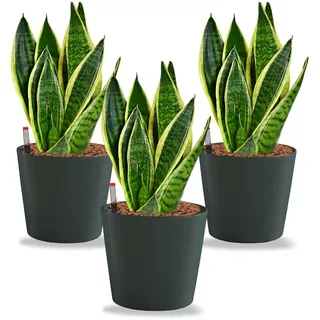 Sansevieria Bogenhanf - pflegeleichte Zimmerpflanzen - Sukkulenten frisch aus der Gärtnerei - Hydrokultur Set Büro - Höhe ca. 30 cm - in Töpfen Anthrazit Ø 16 cm - inkl. Blähton & Dünger - Green Me Up