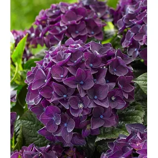 BALDUR Garten Zierstrauch Freiland-Hortensie 'Deep Purple Dance®' im 2-Liter Topf, 1 St., Hortensien,winterhart, mehrjährig, pflegeleicht lila